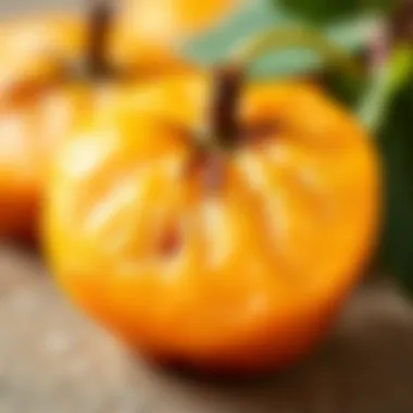 Close-up of quince fruit showcasing its texture and color