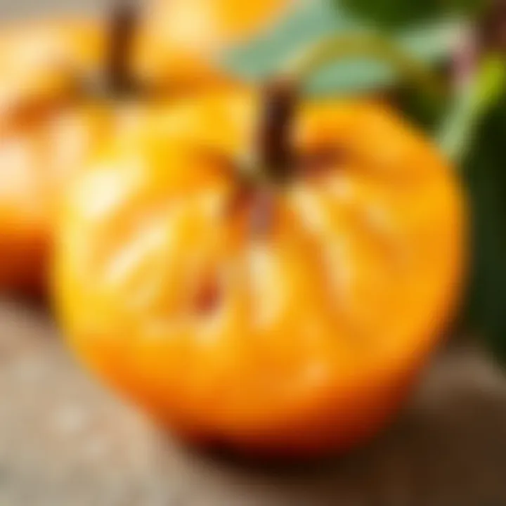Close-up of quince fruit showcasing its texture and color