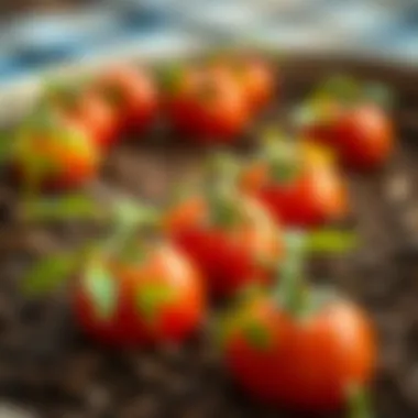 Healthy tomato seedlings in rich soil