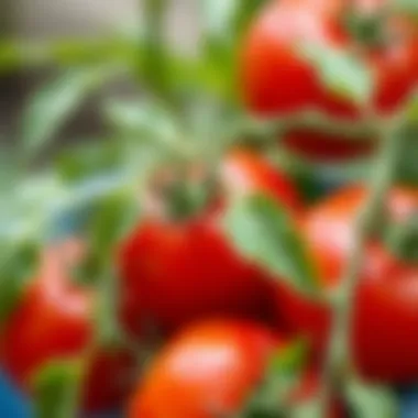 Close-up of tomato plant leaves displaying healthy growth