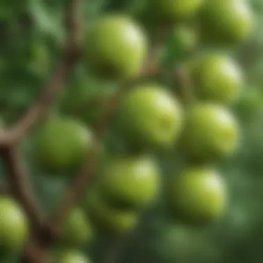 Fresh green plums on a tree branch