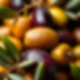 A close-up view of olive fruits showcasing their rich color and texture.