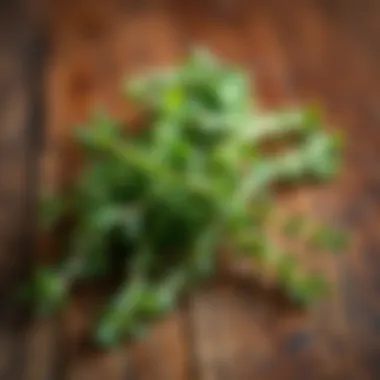 Fresh thyme sprigs elegantly arranged on a wooden surface