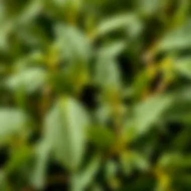 Close-up of Kısnis herb showcasing its lush green leaves