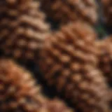 Close-up view of pine cones used in syrup production