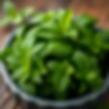 Fresh mint leaves showcasing vibrant green color