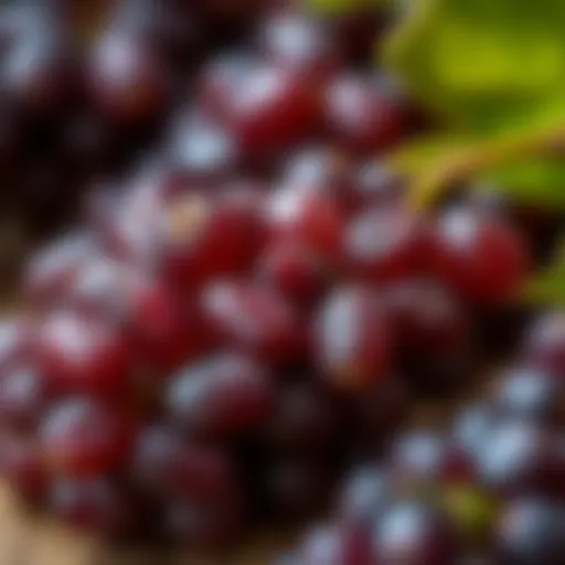 A close-up of dried grapes showcasing their rich texture and color.