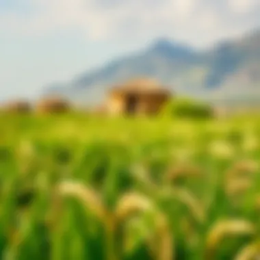 An ancient field where Siyez rice is cultivated, highlighting traditional farming practices.