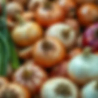 An assortment of onion varieties, highlighting their diversity