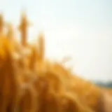 Wheat field under a clear sky