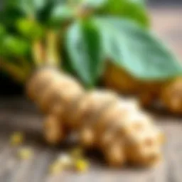 Fresh ginger root with vibrant green leaves
